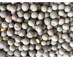 Yem Bezelyesi Tohumu